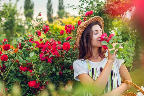 Purva Land flowers